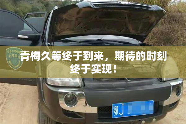 青梅久等终于到来，期待的时刻终于实现！