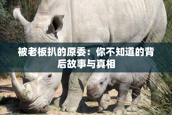 被老板扒的原委：你不知道的背后故事与真相