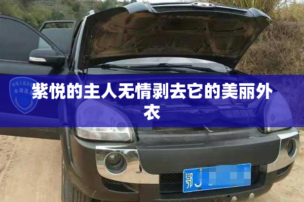 紫悦的主人无情剥去它的美丽外衣