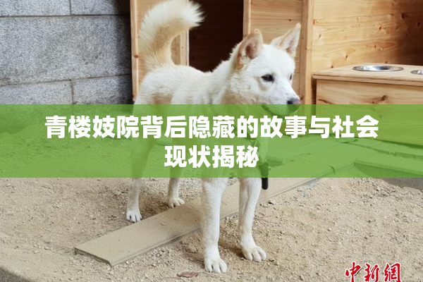 青楼妓院背后隐藏的故事与社会现状揭秘