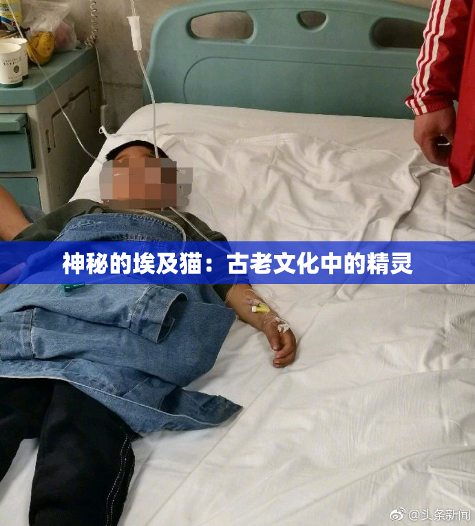 神秘的埃及猫：古老文化中的精灵