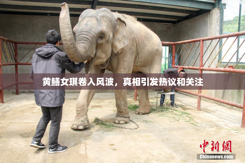 黄鳝女琪卷入风波，真相引发热议和关注