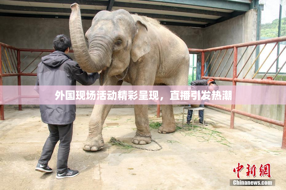 外国现场活动精彩呈现，直播引发热潮