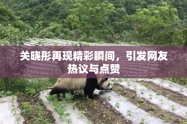 关晓彤再现精彩瞬间，引发网友热议与点赞