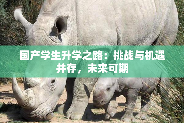 国产学生升学之路：挑战与机遇并存，未来可期