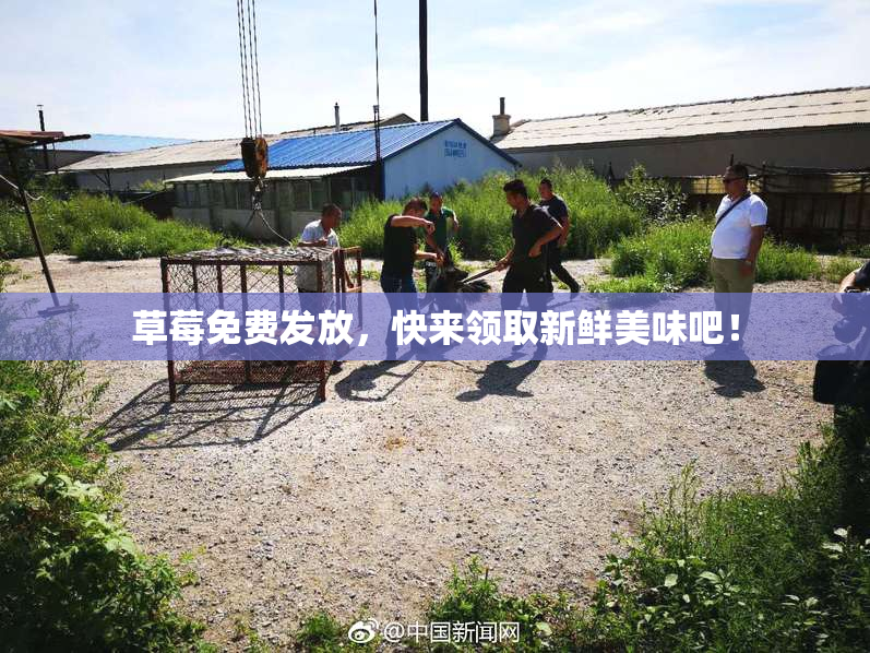 草莓免费发放，快来领取新鲜美味吧！