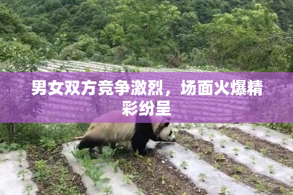 男女双方竞争激烈，场面火爆精彩纷呈
