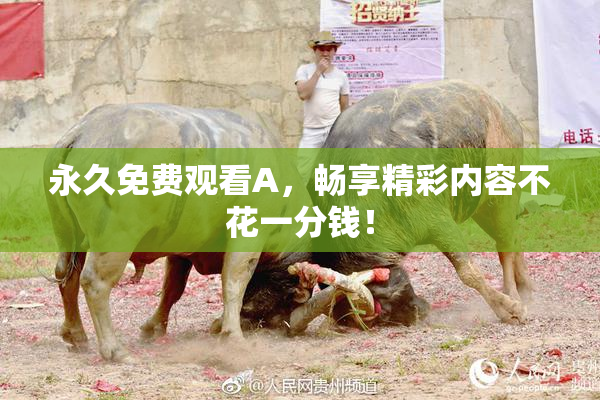永久免费观看A，畅享精彩内容不花一分钱！