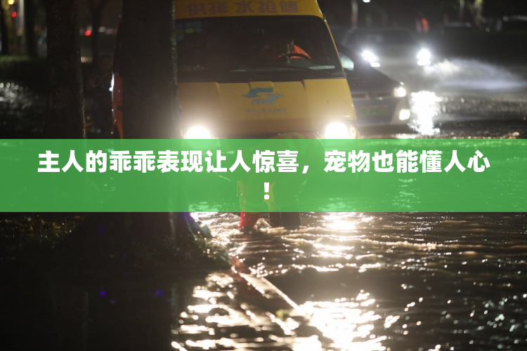 主人的乖乖表现让人惊喜，宠物也能懂人心！