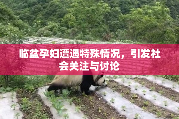 临盆孕妇遭遇特殊情况，引发社会关注与讨论