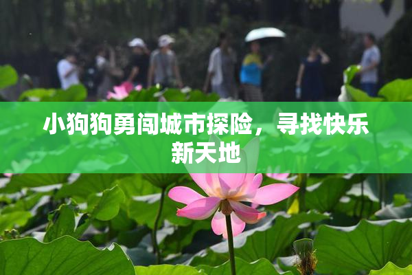 小狗狗勇闯城市探险，寻找快乐新天地