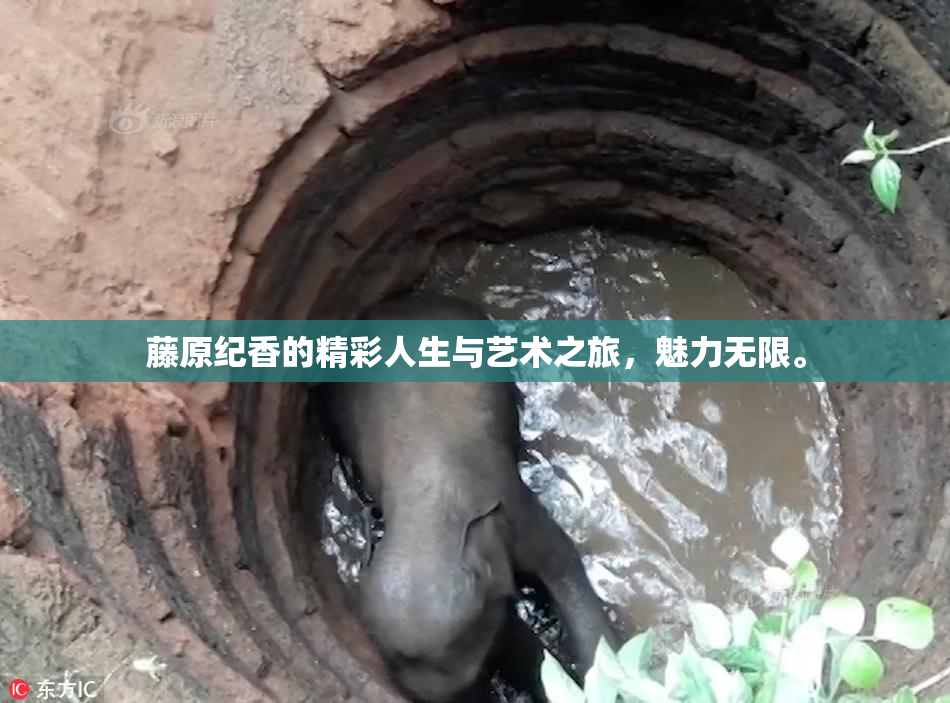 藤原纪香的精彩人生与艺术之旅，魅力无限。