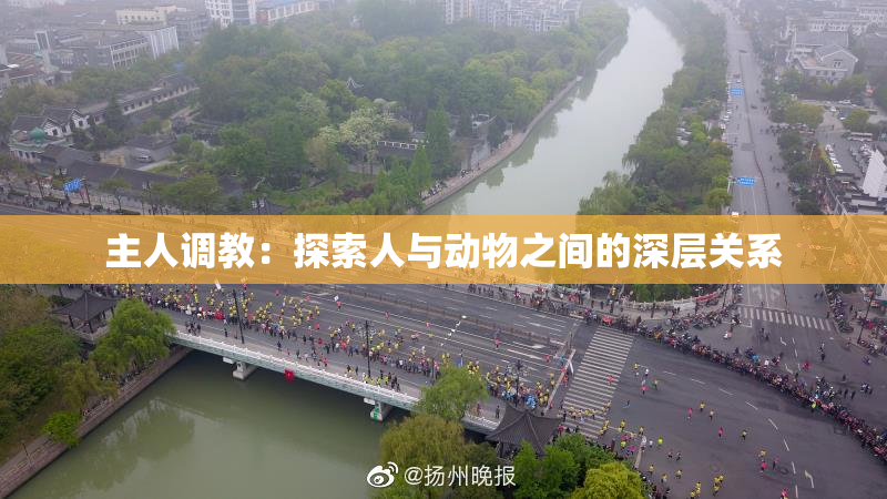 主人调教：探索人与动物之间的深层关系