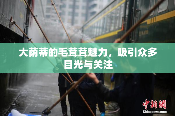 大荫蒂的毛茸茸魅力，吸引众多目光与关注