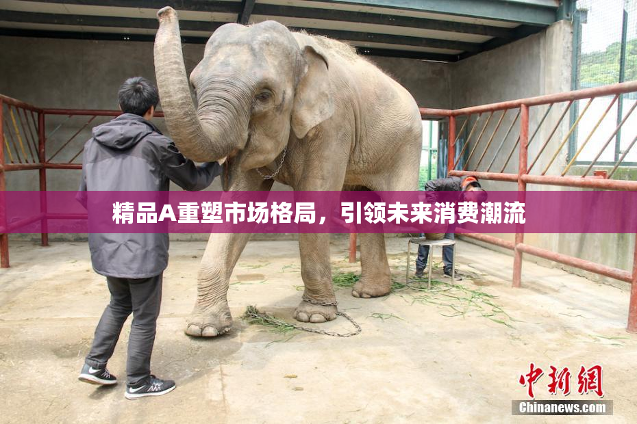 精品A重塑市场格局，引领未来消费潮流