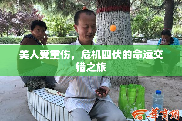 美人受重伤，危机四伏的命运交错之旅
