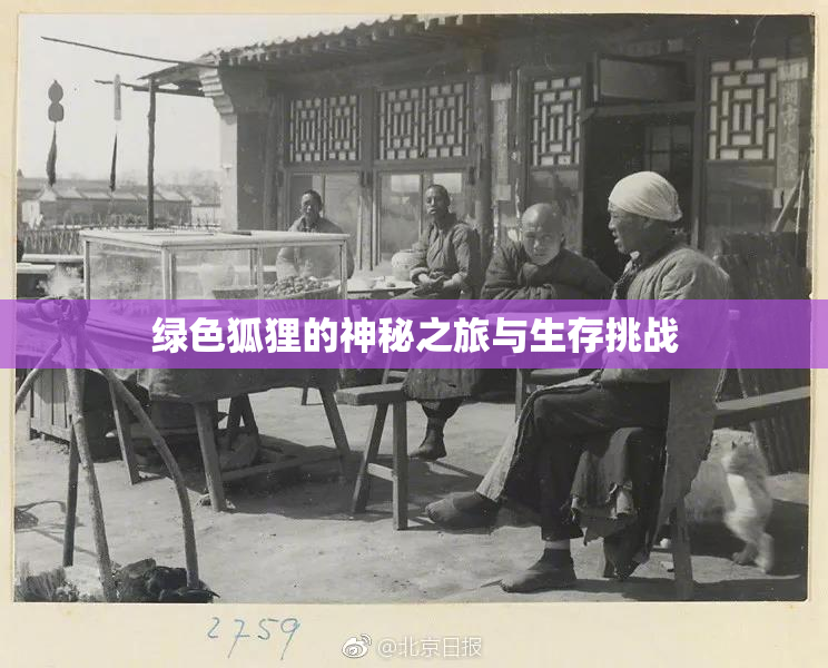 绿色狐狸的神秘之旅与生存挑战