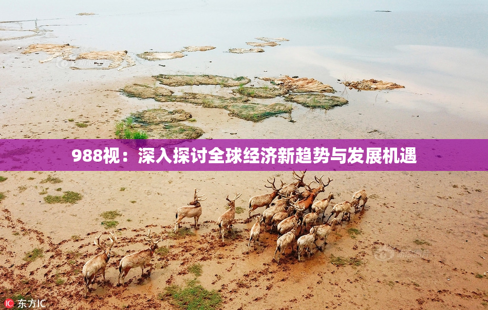 988视：深入探讨全球经济新趋势与发展机遇